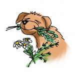 Herbal image website